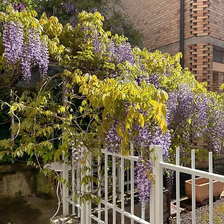 Il Glicine - Monolocale A Due Passi Dal Centro * Urbino